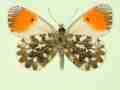 Anthocharis cardamines male (aberrant form kutokovi, verso) (Internet Image property of respective owner, non-commercial use only)